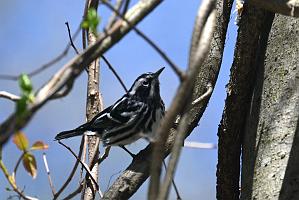 Warbler, Black-and-white, 2025-04306751 Broad Meadow Brook, MA
